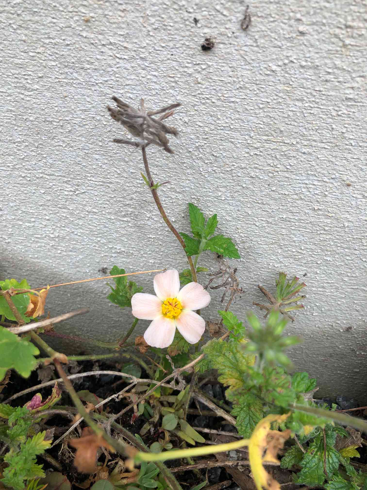 ❀そるまるす❀荒天・猛暑日は植物発送不可専用4種 ❀そるまるす❀荒天・猛暑日は植物発送不可専用4種 定期