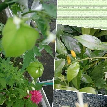 フウセンカズラ の投稿画像一覧 Greensnap グリーンスナップ