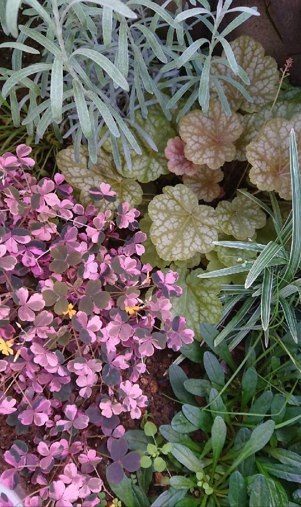 ヒューケラの投稿画像 By Kaoさん ヘリクリサムとオキザリス雅と斑入り好きと色とりどりと花壇とおうち園芸と花に癒されると花のある暮らし 21月7月2日 Greensnap グリーンスナップ