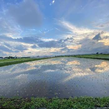 みずみずしいの画像 by コアラさん | お出かけ先とイネ（米）と雨上がりと田植え後とみずみずしいと水面に映ると幸せな時間
