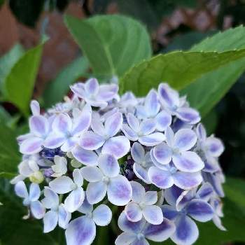 アジサイありがとうの投稿画像一覧 Greensnap グリーンスナップ