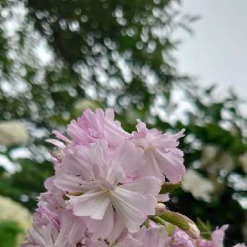 サポナリア ソープワート の投稿画像一覧 Greensnap グリーンスナップ