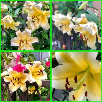 ユリ✨の画像 by kiyoさん | 小さな庭とおうち園芸と今日の一枚と今日のお花とユリ✨とガーデニングと花のある暮らしと咲いた！