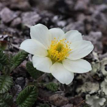 チョウノスケソウの投稿画像一覧 Greensnap グリーンスナップ