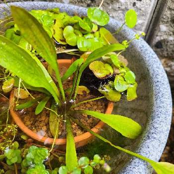 水辺植物の画像 by nagisaさん | 玄関とメダカ鉢とおうち園芸とビオトープと水辺植物と水生植物とメダカ