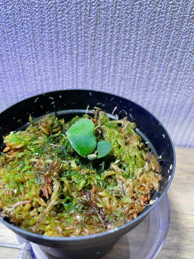 P. willinckii cv. Celso Tatsuta 成長記録｜🍀GreenSnap（グリーン 