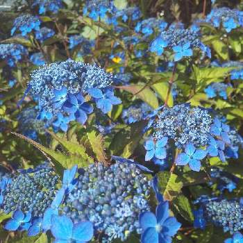 ガクアジサイ ブルースカイの投稿画像一覧 Greensnap グリーンスナップ ガクアジサイ ブルースカイの投稿画像一覧 Greensnap グリーンスナップ