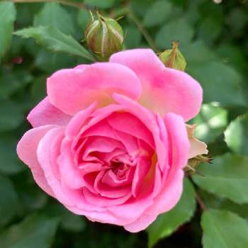 ラブリー フェアリーの投稿画像一覧 Greensnap グリーンスナップ