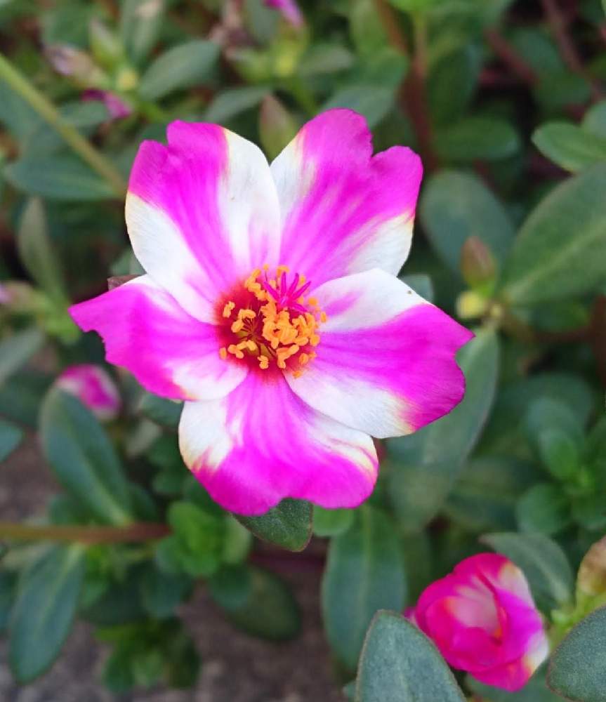 ポーチュラカの投稿画像 By ジュリアーノさん ピンクの花とハナスベリヒユの花 とピンク ピンクとピンクワールドと今日のお花とみんな負けないで と ピンクワールドへ ようこそと花のある暮らしとポーチュラカ と熱海の皆さんにエールを 21月7月3日