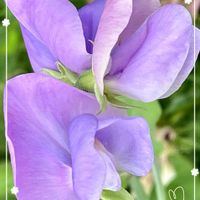 スイートピー,いつもありがとう♡,青い花,癒し…♡,可愛い❤の画像
