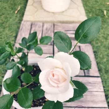 芳香性の画像 by しんまんさん | 小さな庭とバラと薔薇と開花と挿し芽とピンクの花と癒しと挿し木とおうち園芸と庭活と芳香性とガーデニングと白い花