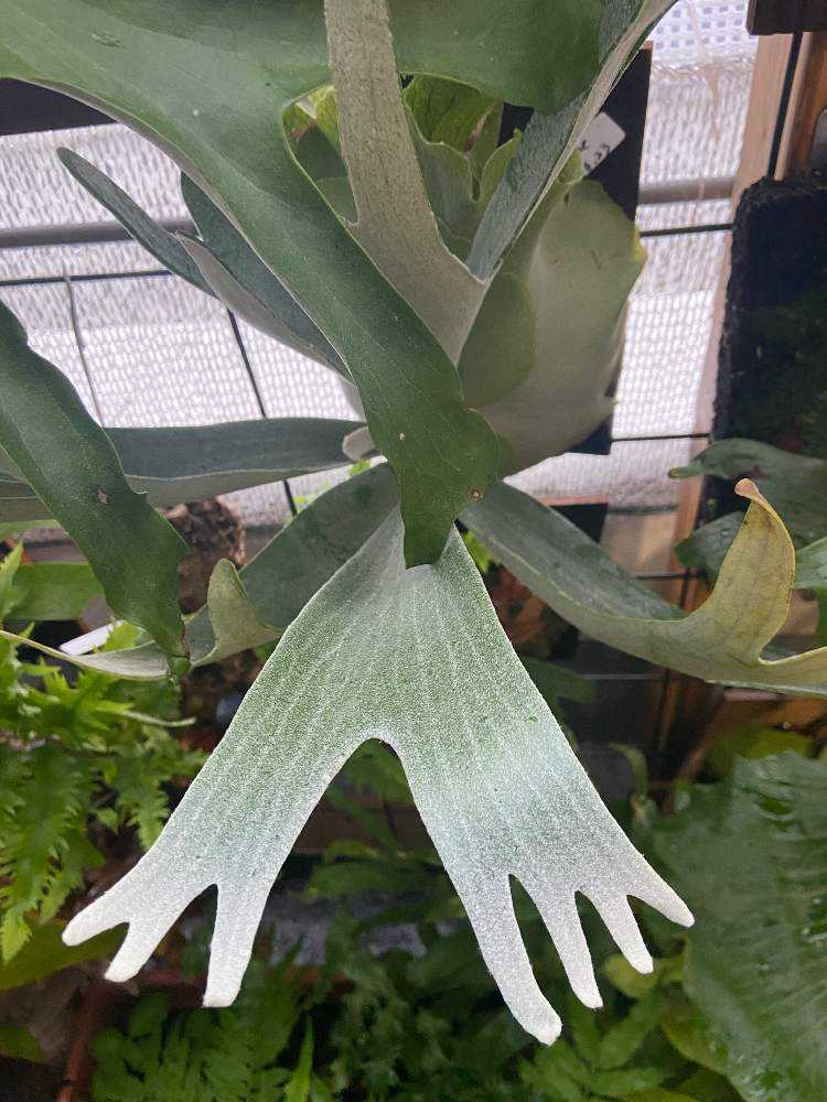 ビカクシダ P.HAS 数量限定③】P. HAS 'Over whelming/ビカクシダ - メルカリ