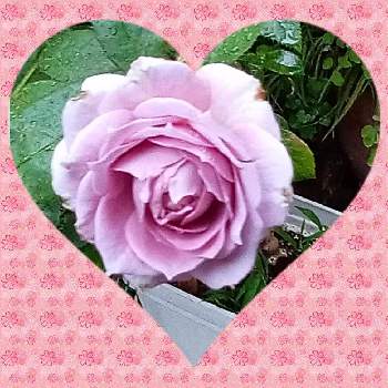 薔薇 あおい♥️の画像 by メリーさん | 小さな庭と鉢植えと花のある暮らしと薔薇 あおい♥️とおうち園芸