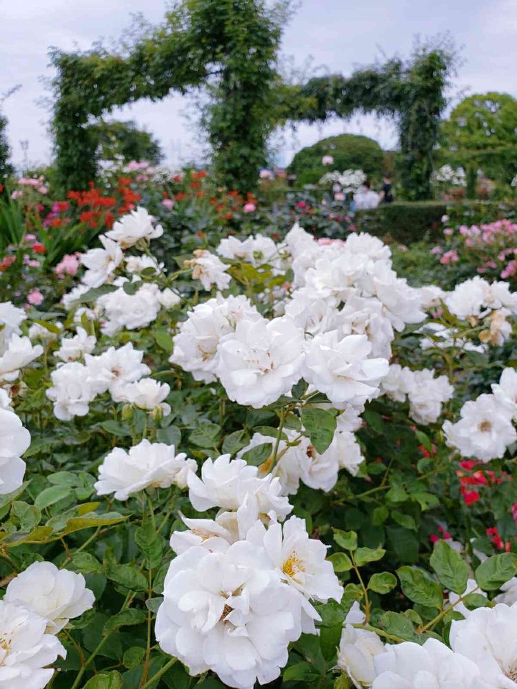 ポポラスさんの山下公園への投稿