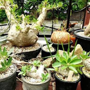 パラボラッチョの画像 by kuniondoさん | 広い庭とパキポディウム・デンシフローラムとパキポディウム・エブレネウムとパキポディウム ブレビカウレとパラボラッチョとパキポディウム・サウンデルシーとイポメア ボルシアナと多肉植物とパキポディウム属と観葉植物と我が家の温室とコーデックスと植中毒と温室と塊根植物と我が家の庭とパキポディウム・ブレビカウレと珍奇植物と 恵比寿笑い と洋風の庭