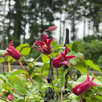 ベル型の花の投稿画像一覧 Greensnap グリーンスナップ