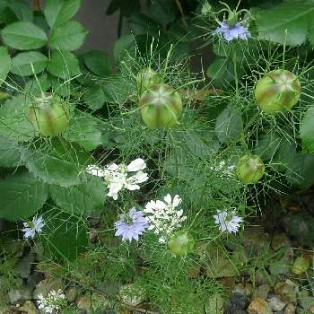 素敵な花壇の投稿画像一覧 Greensnap グリーンスナップ