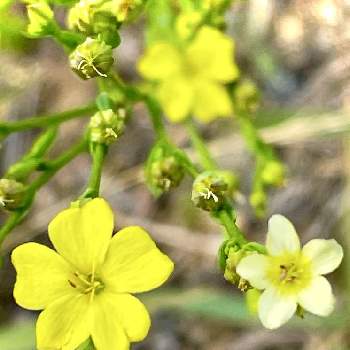 ハートの花びらの投稿画像一覧 Greensnap グリーンスナップ