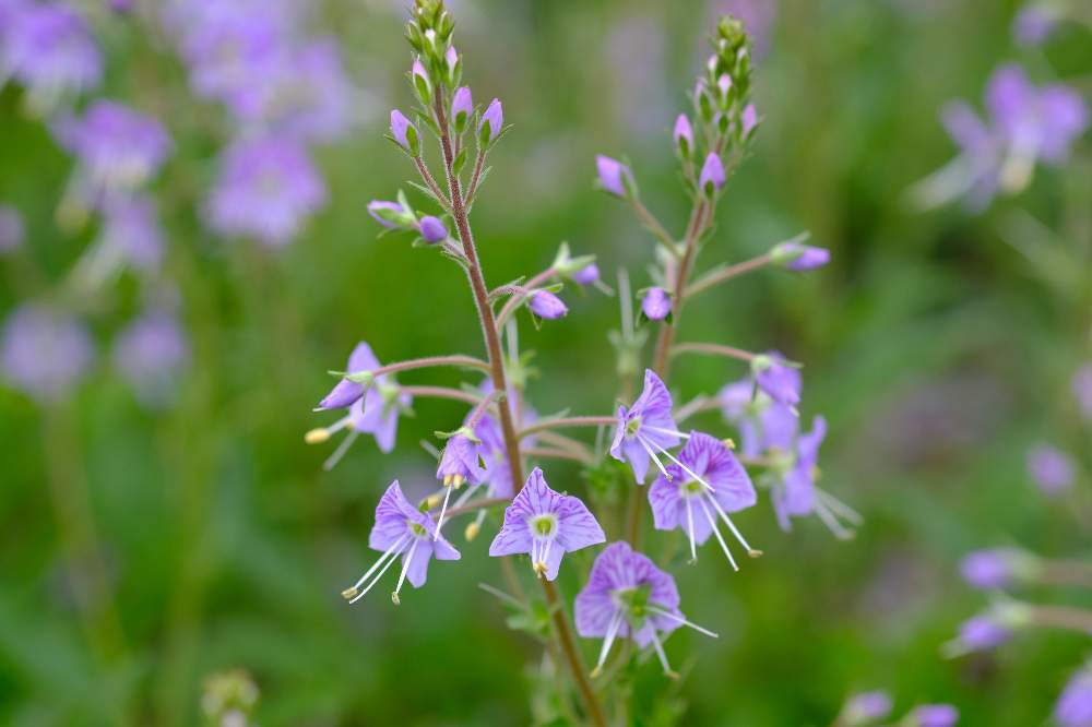 ミヤマクワガタの投稿画像 By バラ爺さん 高山植物類と白馬五竜高山植物園と山野草めぐりと信州の野草 21月7月3日 Greensnap グリーンスナップ