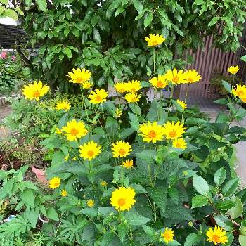 ヒメヒマワリ サンバーストの投稿画像一覧 Greensnap グリーンスナップ