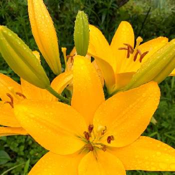 今朝の１枚の画像 by のばらさん | 広い庭とスカシユリ☆とおはようと❤️M.family❤️と休日のpicと黄色の花と今朝の１枚と福島からのエール