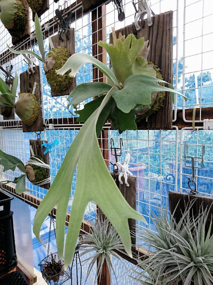 優先配送 P.Willinckii Thin ビカクシダ Bali 植物/観葉植物 ...
