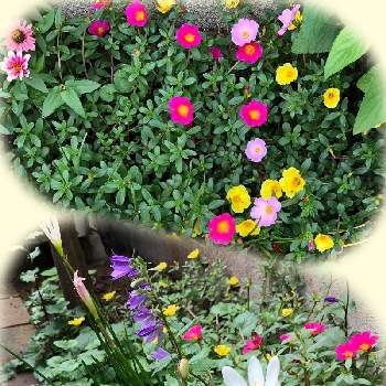花の有る暮らしの画像 by みさちゃんさん | 小さな庭とタマスダレとポーチュラカと花壇の花と癒しの場所と花の有る暮らし
