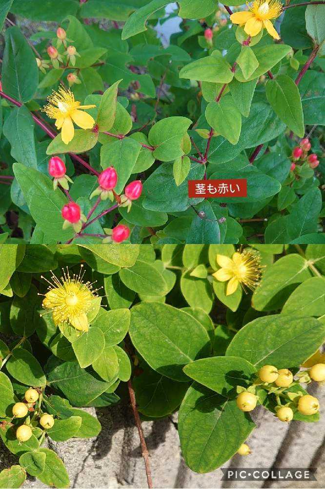 ヒペリカムいろいろ｜🍀GreenSnap（グリーンスナップ）