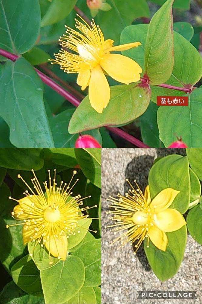 【期間限定お試し価格】 ヒペリカムいろいろ｜🍀GreenSnap（グリーンスナップ） フラワー・リース