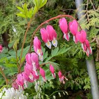 ケマンソウ タイツリソウ の育て方 種まきや植え付け 植え替えの時期は Greensnap グリーンスナップ