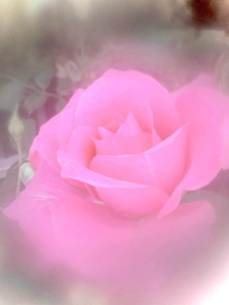 ばら バラ 薔薇の投稿画像 By ヒーちゃんさん ピンクの花と誕生花と花言葉と今日はなんの日 21月7月3日 Greensnap グリーンスナップ