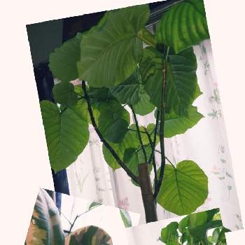 フィカスウンベラータ！の画像 by ☆せん☆さん | 窓辺とわが家の観葉植物❢と観葉植物好きとフィカスウンベラータ！と観葉植物のある暮らしとインテリアグリーン