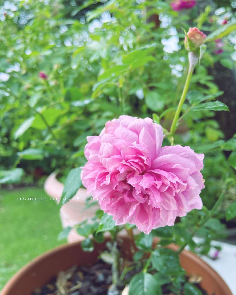 シスターエリザベスの投稿画像 By Elle Et Elleさん シャンペトルと庭に咲く花と花のある風景と薔薇好きと自己流ガーデニングと咲いてくれてありがとう と手作りの庭と癒しとおうち園芸と21 Gsでバラ園とガーデニングと花のある暮らしとローズガーデンと薔薇 と シスターエリザベスの投稿画像 By Elle Et Elleさん シャンペトルと庭に咲く花と花のある風景と薔薇好きと自己流ガーデニングと咲いてくれてありがとう と手作りの庭と癒しとおうち園芸と21 Gsでバラ園とガーデニングと花のある暮らしとローズガーデンと薔薇 と