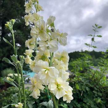 ストックの投稿画像一覧 Greensnap グリーンスナップ