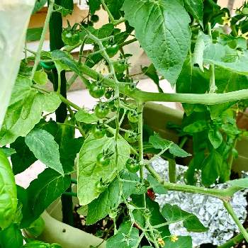 ミニトマト栽培の画像 by ミキさん | 小さな庭とマイクロミニトマトと種から発芽とミニトマト栽培とマイクロトマト。