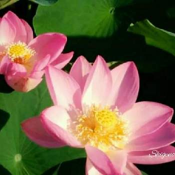 蓮華の投稿画像一覧 Greensnap グリーンスナップ