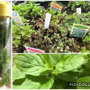 ラベンダーミントの投稿画像一覧 Greensnap グリーンスナップ