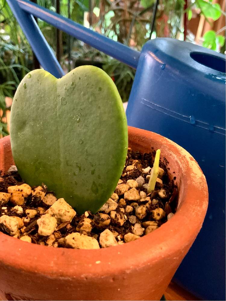 ホヤ カーリーの投稿画像 By 8787さん 観葉植物と植中毒とハートホヤ と葉挿しと新芽 21月7月3日 Greensnap グリーンスナップ