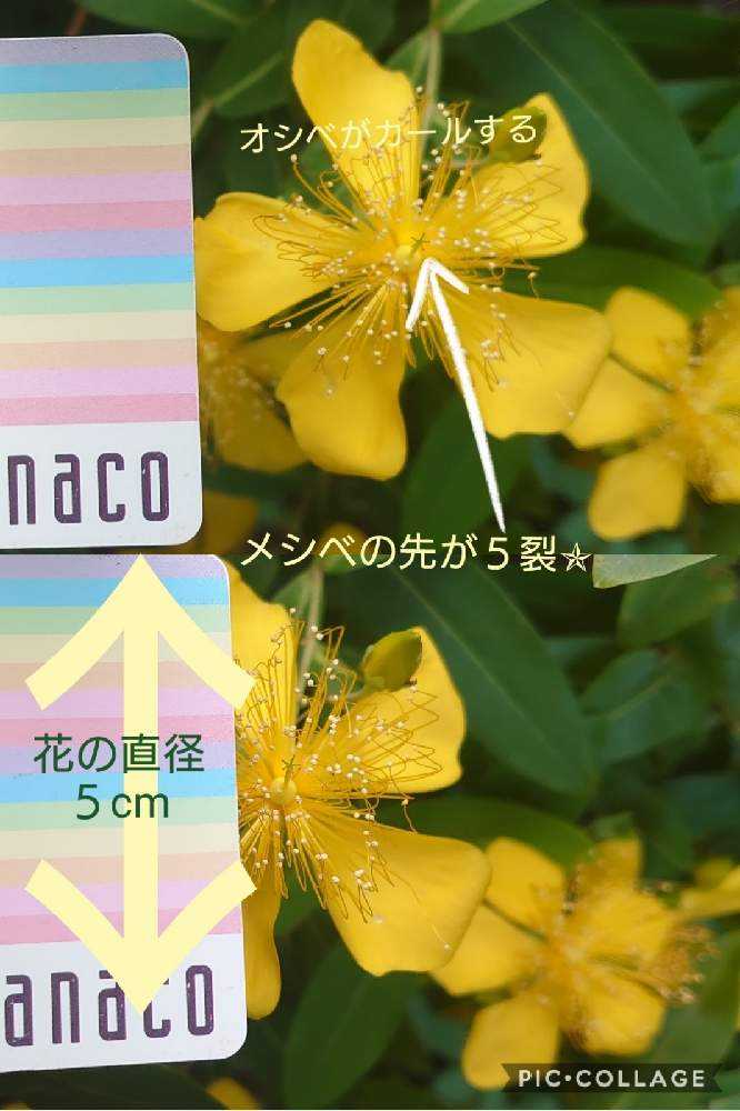 ヒペリカムいろいろ｜🍀GreenSnap（グリーンスナップ）