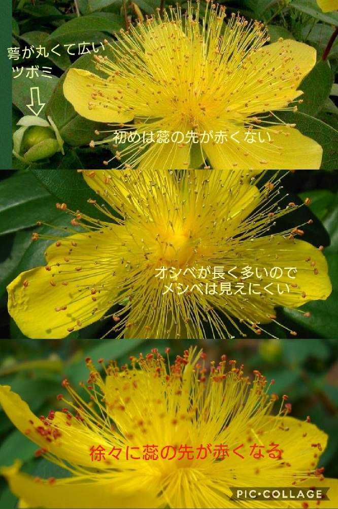 ヒペリカムいろいろ｜🍀GreenSnap（グリーンスナップ）