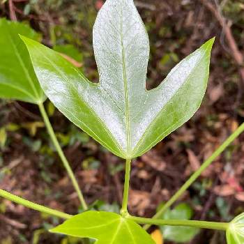 カクレミノの投稿画像一覧 Greensnap グリーンスナップ