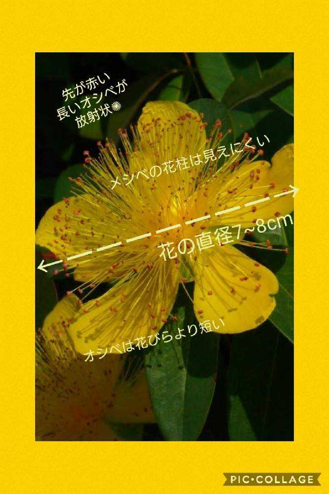 最大80％オフ ヒペリカムいろいろ｜🍀GreenSnap（グリーンスナップ） フラワー・リース