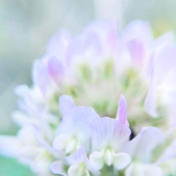 白詰草（クローバー）の画像 by やさしささん | 小さな庭と白詰草（クローバー）とクローバーとピンクの花と花のある暮らしと小さいと白い花とかわいいな♡