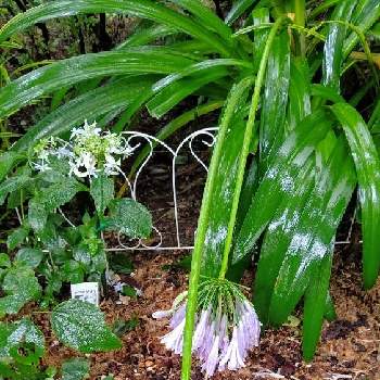 山紫陽花 土佐のまほろばの投稿画像一覧 Greensnap グリーンスナップ