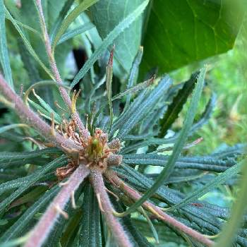 ヘアピンバンクシアの投稿画像一覧 Greensnap グリーンスナップ