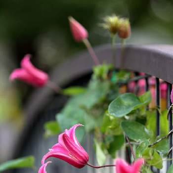 背景ボケの投稿画像一覧 Greensnap グリーンスナップ