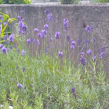 紫チーム✨の画像 by *hiro*さん | イングリッシュラベンダーと庭パトと花後も楽しむと紫チーム✨と可愛い花とおうち園芸と♯復活希望と大好きな花と花のある暮らし