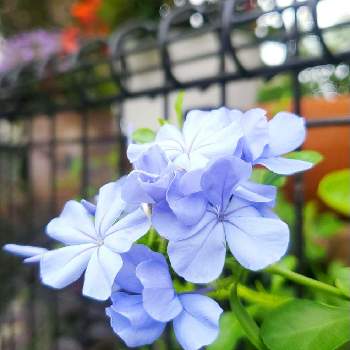 水色の花の投稿画像一覧 Greensnap グリーンスナップ