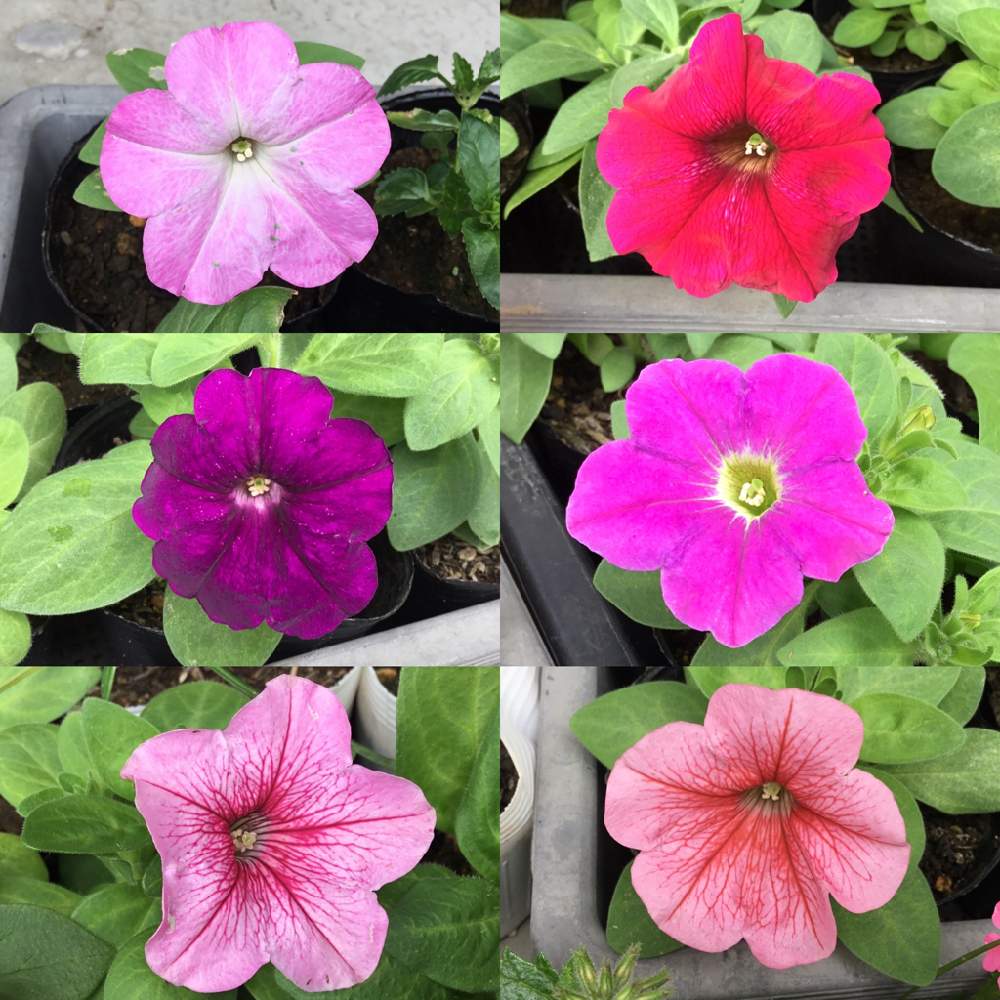 ペチュニアの投稿画像 By うみ さん マルモリ作戦とムラサキの花とピンクの花とモリモリ計画と夏の花と梅雨と赤い花とpkd48と花 のある暮らしと初夏のお花とこぼれダネと花を咲かせたい 21月7月3日 Greensnap グリーンスナップ