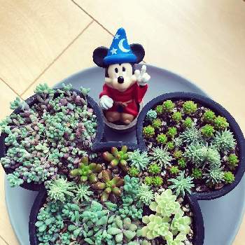 ディズニー大好きの投稿画像一覧 Greensnap グリーンスナップ